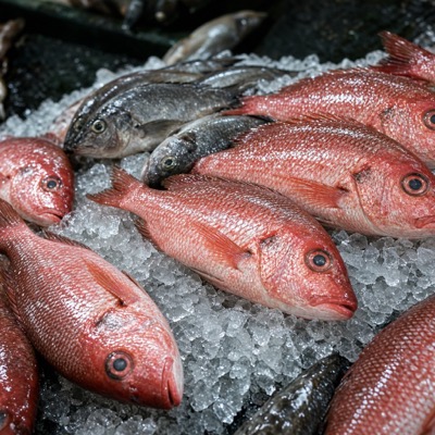 Peixes frescos