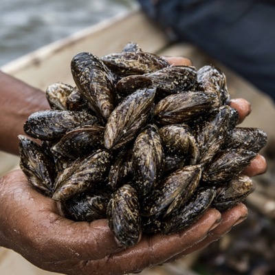 Sururu nas mãos de uma marisqueira